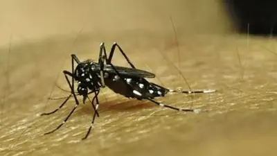Dengue Dengue