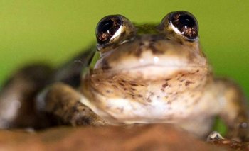Cururú: la iniciativa científica más desafiante para proteger anfibios | Ciencia y tecnologia