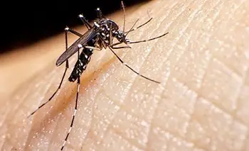 Alerta por Chikungunya: crece la preocupación por el aumento sostenido de casos | Salud