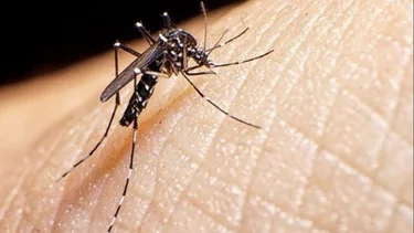 Dengue: una enfermedad desatendida que golpea a la región