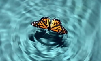 Efecto mariposa: qué es, ejemplos y por qué se produce | Ciencia y tecnologia