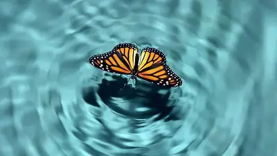Efecto mariposa Efecto mariposa