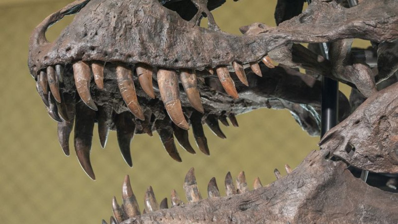 Esqueleto de T-Rex se vende por más de 6 millones de dólares en una subasta en Suiza