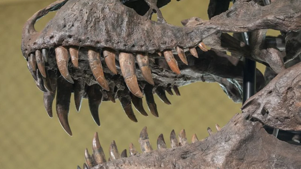 Esqueleto de T-Rex se vende por más de 6 millones de dólares en una subasta en Suiza