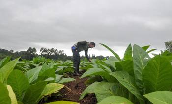 La eliminación del Prodaf, otro golpe a los pequeños productores | Campo