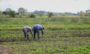 Crisis silenciosa del campo: 7 de cada 10 familias campesinas son pobres | Agricultura familiar