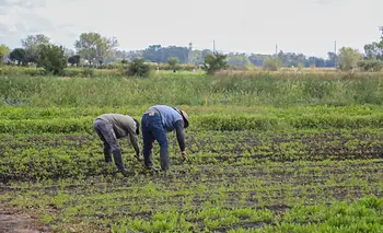 Crisis silenciosa del campo: 7 de cada 10 familias campesinas son pobres | Agricultura familiar