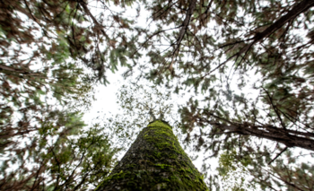 La pyme argentina que desarrolla proyectos para mitigar el cambio climático | Tecnología