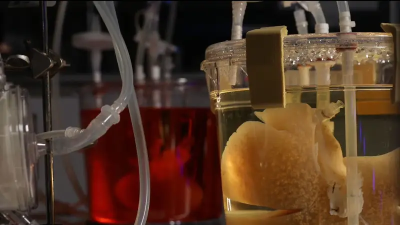 En un año podrían realizarse los primeros ensayos con hígados creados en el laboratorio