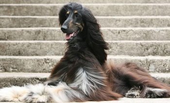 La historia de Snuppy, el primer perro clonado: qué fue de su vida | Ciencia y tecnologia