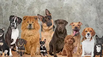 Cambio de clima: ¿cómo prevenir los problemas respiratorios en las mascotas? Cambio de clima: ¿cómo prevenir los problemas respiratorios en las mascotas?