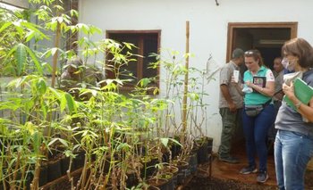 Científicos argentinos desarrollaron un fertilizante a base de mandioca | Tecnología