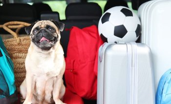 ¿Cómo afectan los viajes a las mascotas?: los consejos de expertos | Mascotas