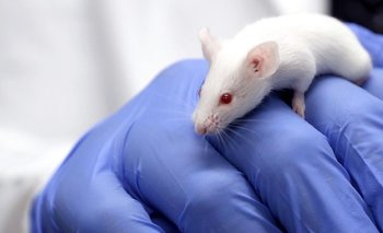 ¿Cómo trabaja el primer laboratorio local sin experimentos en animales? | Salud