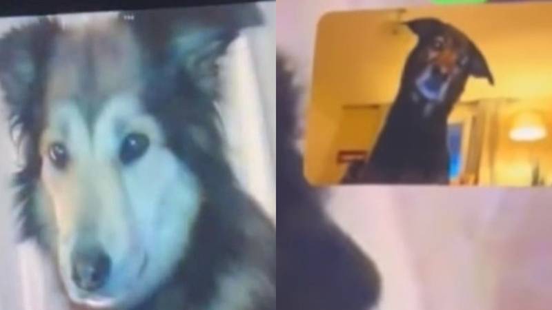 Perros emocionados en una videollamada. Videos de perros.