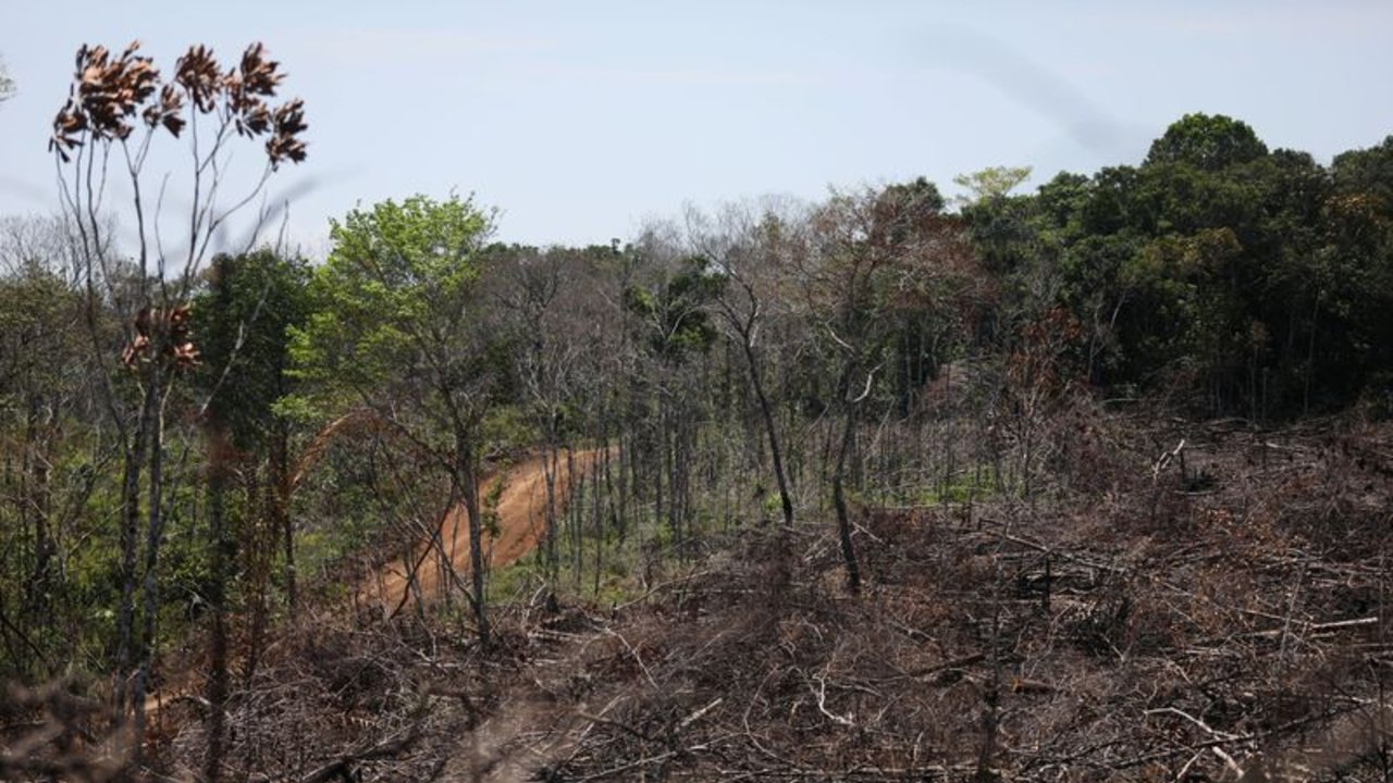 Deforestación en Amazonía colombiana habría caído hasta 35% en 2023, pero se disparó este año: ministra