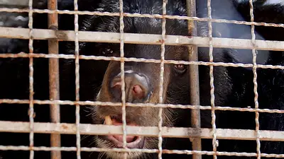 Rescatan a dieciséis cachorros de oso negro asiático en Laos Rescatan a dieciséis cachorros de oso negro asiático en Laos