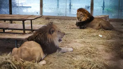 Tigres y leones de zoológico argentino, listos para viajar a santuario indio de Ambani Tigres y leones de zoológico argentino, listos para viajar a santuario indio de Ambani