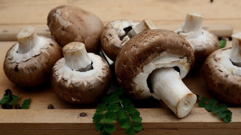 Hongos comestibles