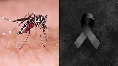 Dengue Dengue