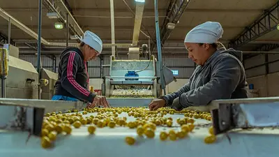 El tarifazo de Milei golpea a la industria olivícola en La Rioja y el sector presentará un recurso de amparo El tarifazo de Milei golpea a la industria olivícola en La Rioja y el sector presentará un recurso de amparo