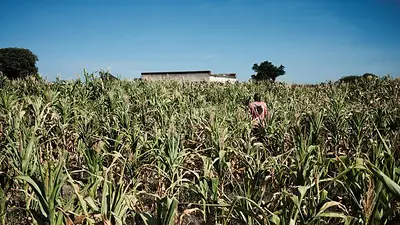 Zimbabue solicita importaciones de maíz brasileño tras sequía que afecta a su cosecha Zimbabue solicita importaciones de maíz brasileño tras sequía que afecta a su cosecha