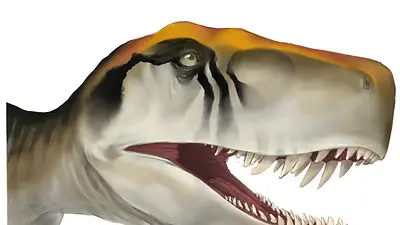 Los dinosaurios mostraron un rápido ritmo de crecimiento desde el principio Los dinosaurios mostraron un rápido ritmo de crecimiento desde el principio