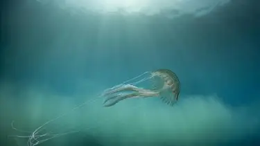 La UE destina 3.500 millones de euros a proteger los océanos