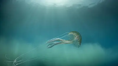 La UE destina 3.500 millones de euros a proteger los océanos La UE destina 3.500 millones de euros a proteger los océanos