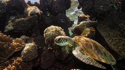 ¿IA para salvar especies en peligro?: Chilena NotCo recrea sopa de tortuga con su tecnología ¿IA para salvar especies en peligro?: Chilena NotCo recrea sopa de tortuga con su tecnología