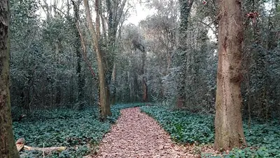 El Bosque Encantado El Bosque Encantado