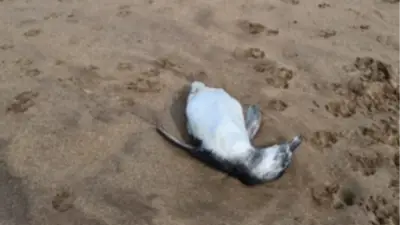 Alerta en Mar del Plata: aparecieron más de 40 pingüinos muertos en las playas Alerta en Mar del Plata: aparecieron más de 40 pingüinos muertos en las playas
