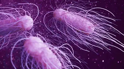 Bacterias Bacterias
