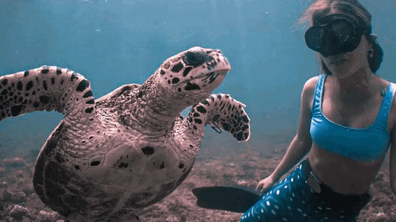 Tiene 32 años y es una de las primeras mujeres argentinas en documentar y defender a los tiburones: Martina, la voz del oceáno