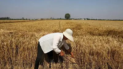 China prevé una cosecha récord de cereales y oleaginosas, según Pekín China prevé una cosecha récord de cereales y oleaginosas, según Pekín