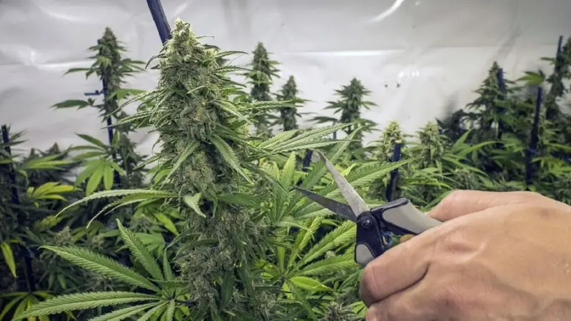 El Gobierno cambió los requisitos de inscripción en el REPROCANN: "Una diplomatura" 