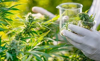 La rioja expone su producción cannábica en México | Cannabis medicinal