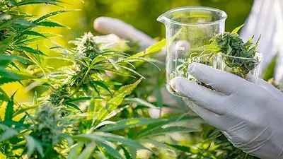 Cannabis medicinal: La Rioja da el ejemplo con una de las primeras exportaciones concretadas a Suiza Cannabis medicinal: La Rioja da el ejemplo con una de las primeras exportaciones concretadas a Suiza