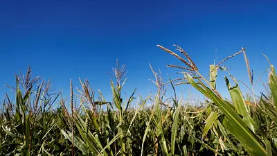 Exportación de granos de Argentina sería inferior a promedio de últimos años por "chicharrita" y clima Exportación de granos de Argentina sería inferior a promedio de últimos años por "chicharrita" y clima