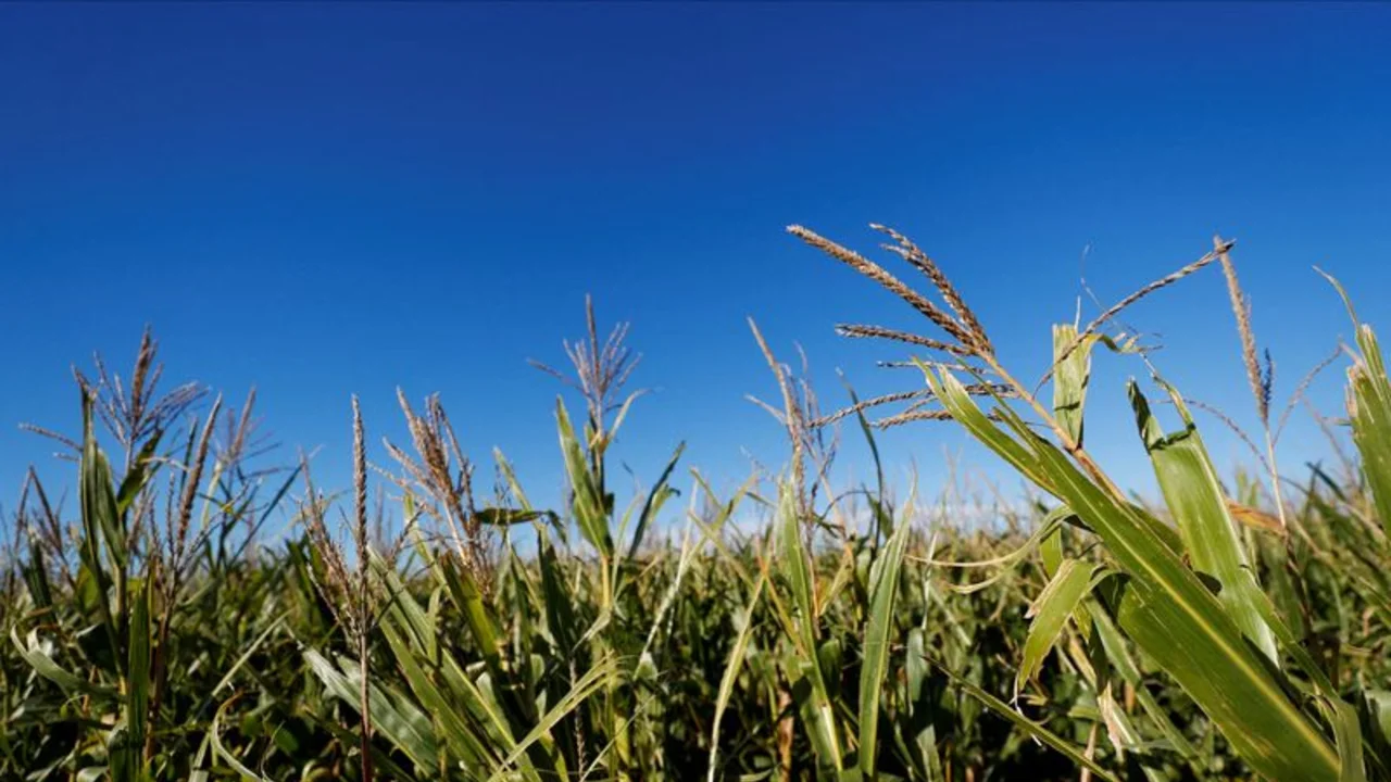 Exportación de granos de Argentina sería inferior a promedio de últimos años por "chicharrita" y clima