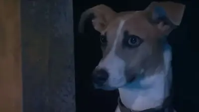 Qué le pasó a Arturo el perro de Gran Hermano Qué le pasó a Arturo el perro de Gran Hermano