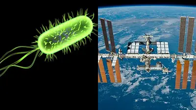 Bacteria y la Estación Espacial Internacional Bacteria y la Estación Espacial Internacional