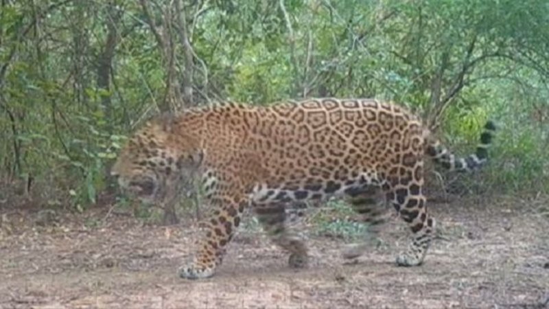 Curiosa aparición de un ejemplar de yaguareté en Formosa: los detalles del hallazgo 