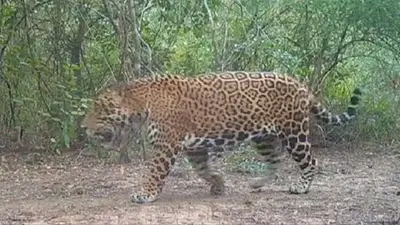 Curiosa aparición de un ejemplar de yaguareté en Formosa: los detalles del hallazgo Curiosa aparición de un ejemplar de yaguareté en Formosa: los detalles del hallazgo
