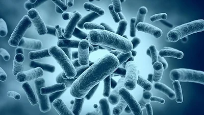 Bacterias buenas Bacterias buenas