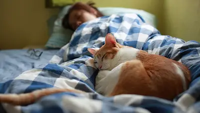 Dormir con gatos. Dormir con gatos.