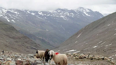 Austria cerrará pasos fronterizos con Hungría y Eslovaquia por la fiebre aftosa Austria cerrará pasos fronterizos con Hungría y Eslovaquia por la fiebre aftosa