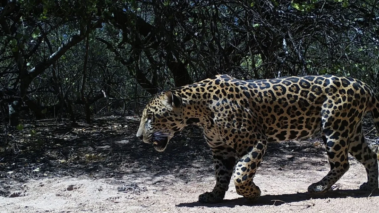 La Justicia formoseña llevará a juicio a los cazadores que mataron a un yaguareté en julio de 2023: los detalles del caso