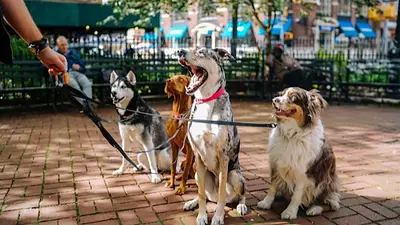 ¿Perros o gatos? Qué mascota eligen más los chilenos y por qué ¿Perros o gatos? Qué mascota eligen más los chilenos y por qué