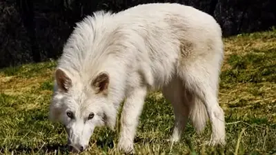 Lobo Lobo